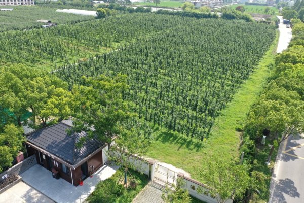 配资门户网址 上海庄行蜜梨十年销量增长60%，这颗“国字号”梨凭啥让消费者追着买？